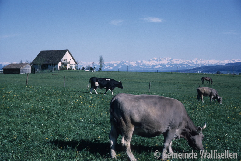 Alpenpanorama_1967_Natur_10359_low_res.jpg