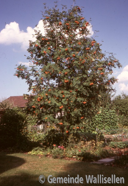Ebereschenbaum