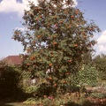 Ebereschenbaum
