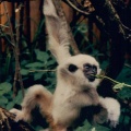 Gibbonaffen-Gehege Zürcher Zoo