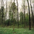 Laubmischwald Hardwald