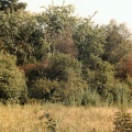 Naturschutzgebiet Langacker Moos