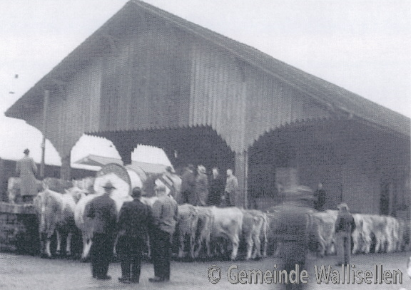 Abtransport Kühe Walliseller Landwirte