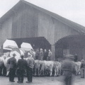 Abtransport Kühe Walliseller Landwirte