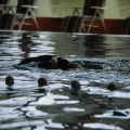 Schwimmbad Wägelwiesen