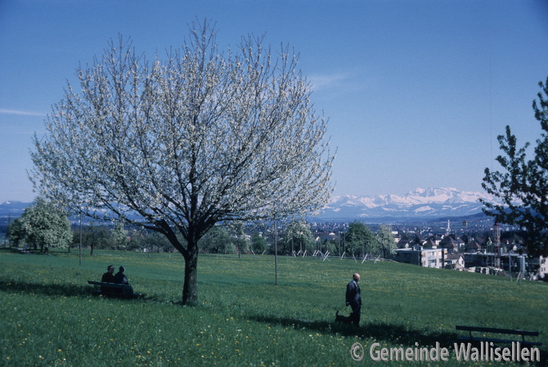 Alpenpanorama_1967_Natur_10364_low_res.jpg
