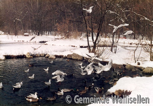 Grindel Weiher_1989_Natur_5938_low_res.jpg